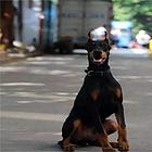 张家口犬舍推荐-正规养殖杜宾的地方