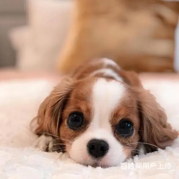专业繁殖查理王小猎犬狗场出售骑士查理王英国女 - 图片 3