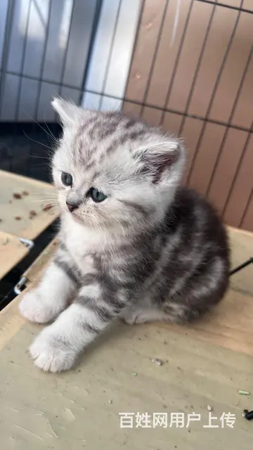 超级漂亮的银渐层和布偶猫的小崽崽，柔软、细腻、温顺 - 图片 6