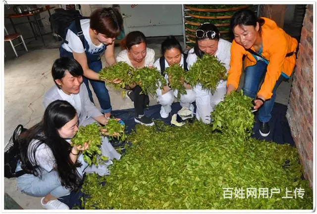 2024年11月茶艺培训师培训班的招生简章 - 图片 5
