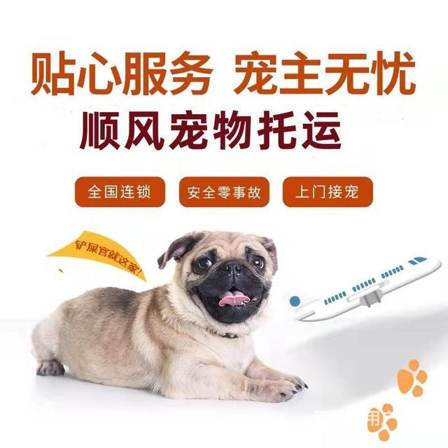 鹤岗宠物托运（猫狗）邮寄速运空运 （2023今日 推荐运输）的图片
