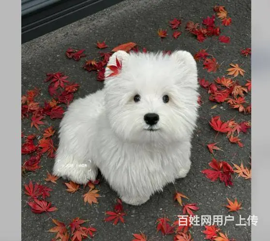 广州雪纳瑞约克夏泰迪比熊博美马尔泰柯基柴犬法斗 - 图片 5