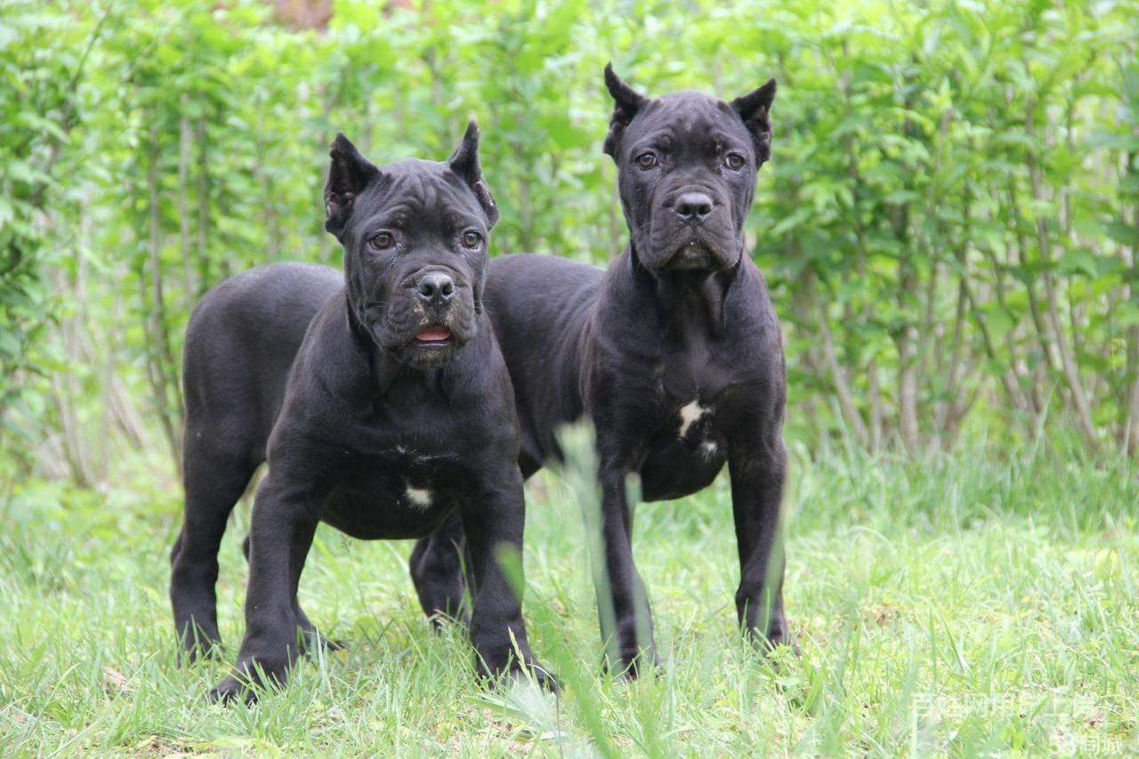 附近哪里有养卡斯罗犬的 卡斯罗犬什么价格 卡斯罗犬适合家庭饲