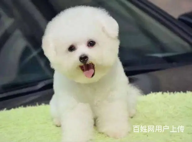 出售纯种比熊犬幼犬 棉花糖宝宝 北京法国比熊犬 - 图片 5