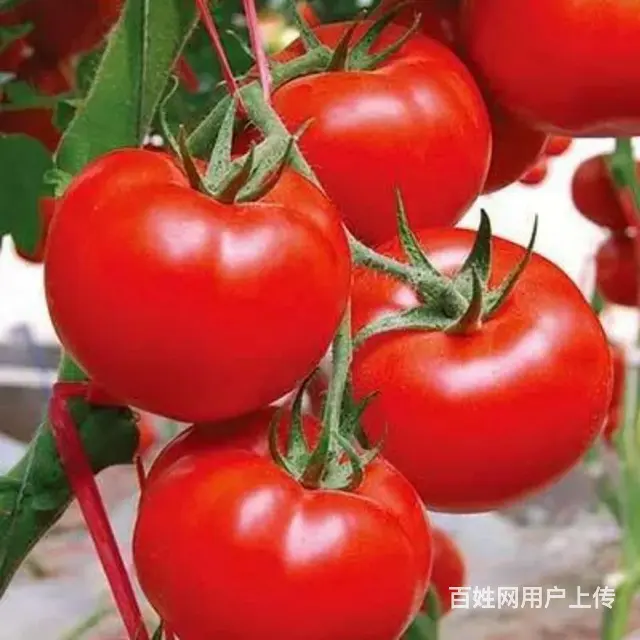 新疆陕西甘肃四川河南籍保姆求职乌鲁木齐保姆工作, - 图片