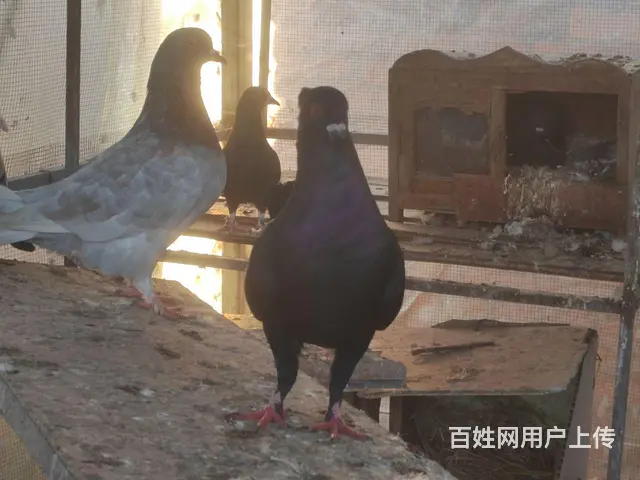 自家的鸽子 - 图片 9