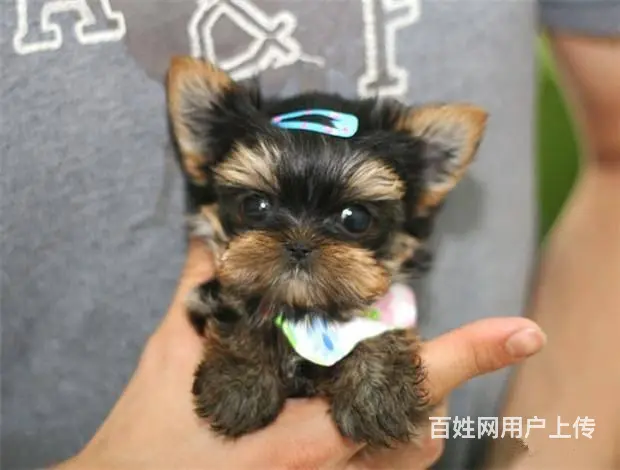 广州买狗首选推荐 正规犬舍 纯种约克夏犬多只待售 - 图片 6
