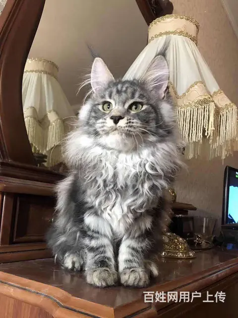 哪里有缅因猫卖的 缅因猫多少钱一只 缅因猫价格 - 图片 5