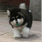 出售阿拉斯加雪橇犬幼犬 可包狗狗健康纯种