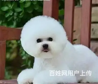 北京哪里有卖纯种比熊幼犬 比熊多少钱一只 - 图片 5