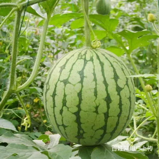 新疆吐鲁番西瓜哈密瓜代办 - 图片 11