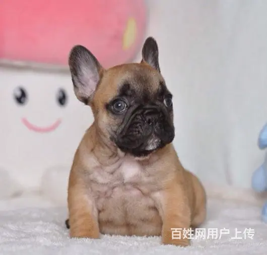 珠海哪里有基地直销高品质法国斗牛犬出售，公母均有多 - 图片 4
