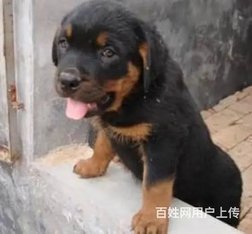 纯种罗威纳幼犬出售 大头肉嘴罗威纳 罗威纳价格 - 图片 2