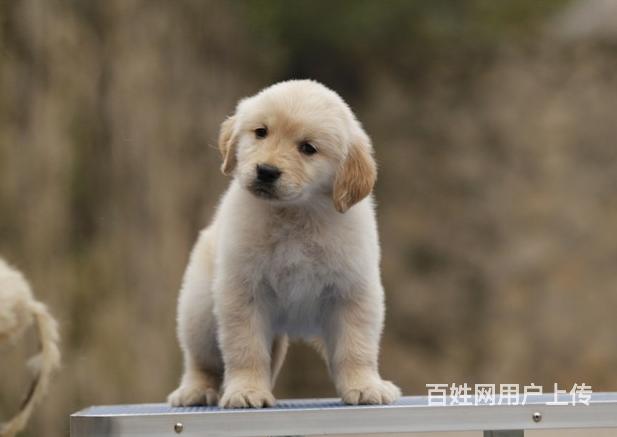 出售純種大頭金毛幼犬品相好健康有保障可籤購犬協