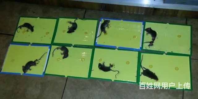 昆明灭蟑螂昆明灭老鼠昆明除虫 - 图片