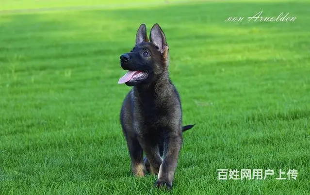 平顶山纯种德国牧羊犬赛级德牧赛系德牧 签署协议 品 - 图片 4
