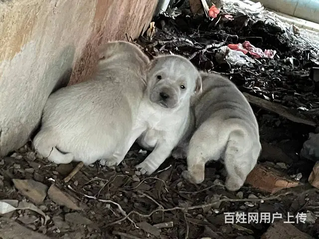 【搞定了！】三只小白狗 完全免费赠送 - 图片 3