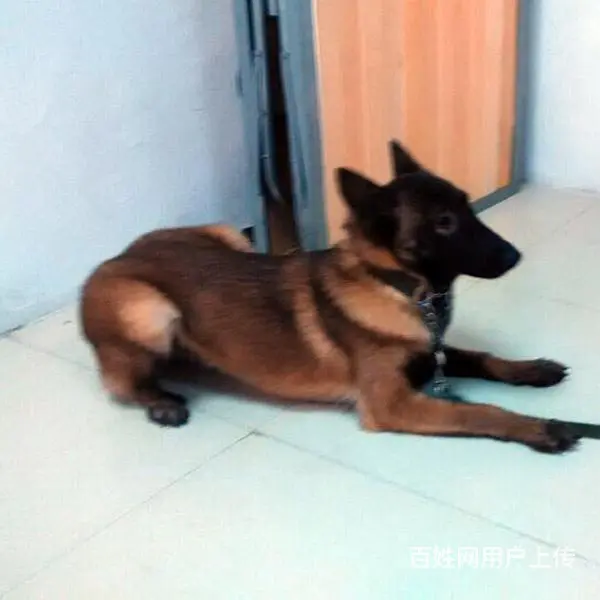 中卫上哪可以看到马犬犬舍，马犬犬舍地址位置 - 图片 8