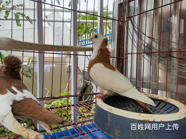 观赏鸽出售 - 图片 5