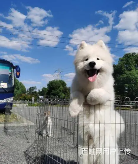 广州大型犬舍基地专业繁殖泰迪比熊博美柯基柴犬法斗 - 图片 11