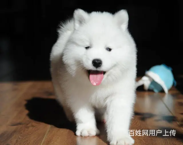 出售萨摩耶 家养萨摩 保健康 终身质保 - 图片 3