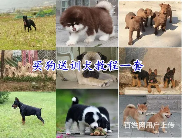 安徽黄山休宁罗威纳哪里卖出售30多种名犬 - 图片 10