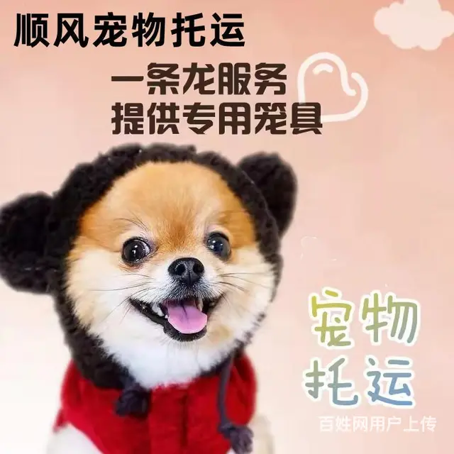 黄石宠物托运（猫狗）活体运输邮寄 （2022今日推荐） - 图片 2