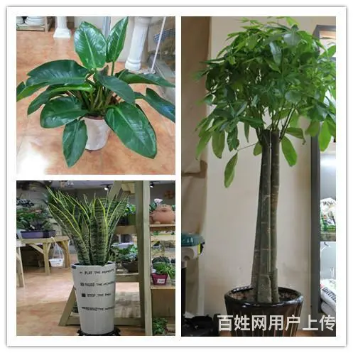 苏州金丝雀园艺！做高端的绿植租赁！优惠哦！ - 图片 5