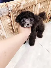 内江哪里有泰迪卖 泰迪犬舍信息