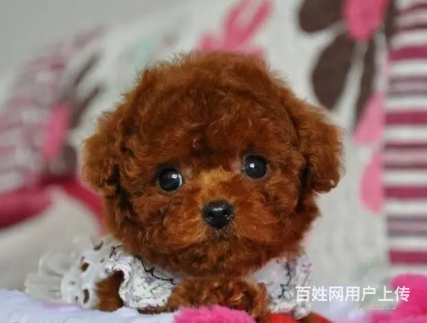 广州纯种迷你贵宾犬价格 狗舍直销 包纯种健康签协议 - 图片 9