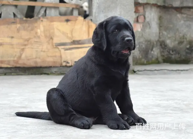 周口地区纯种拉布拉多幼犬 头版足骨量大 血统纯正 - 图片 3