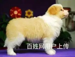 辽阳如何挑选纯种边牧，边牧靠谱商家 - 图片 5