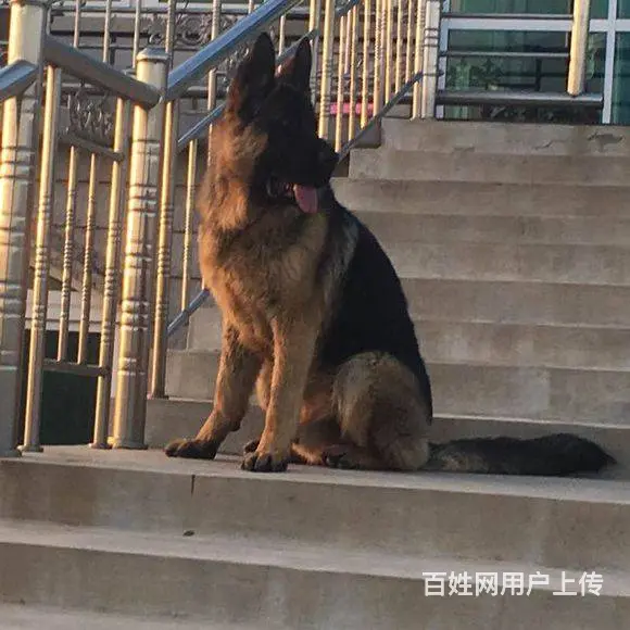 精品德国牧羊犬 黑脸宽嘴大锤的后代 带血统耳号 - 图片 9