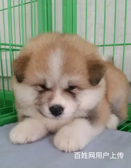 三沙【*推荐】秋田犬舍‖秋田养殖场 - 图片 7
