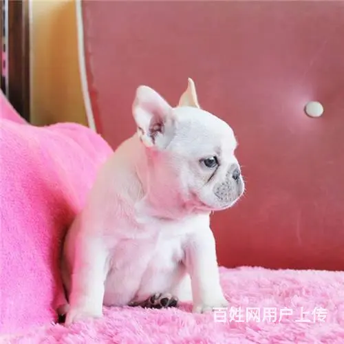 奶油法国斗牛犬价格 哪里有卖法国斗牛犬 - 图片 6
