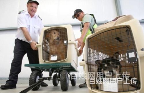 焦作寵物託運貓狗空運陸運郵寄收費查詢