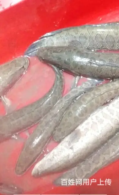 有正宗野鱼鳝鱼，泥鳅，鲫鱼，黑鱼，鲶鱼，黄丫鱼等 - 图片 6