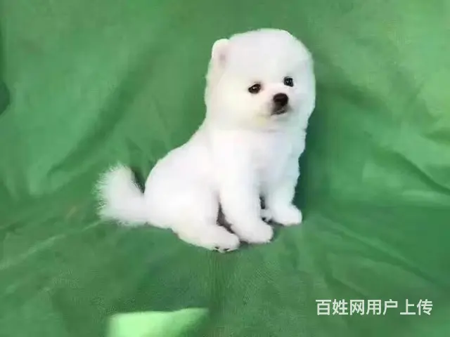 纯正血统博美  闪亮登场 萌萌的宝宝哦 - 图片 3