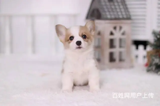 精品威尔士柯基犬出窝 三色柯基犬 纯种健康柯基犬 - 图片 7
