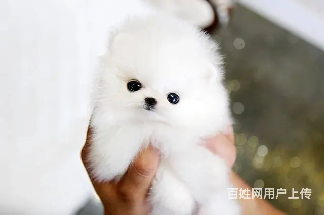 出售纯种博美幼犬 博美价格 博美图片 - 图片 4