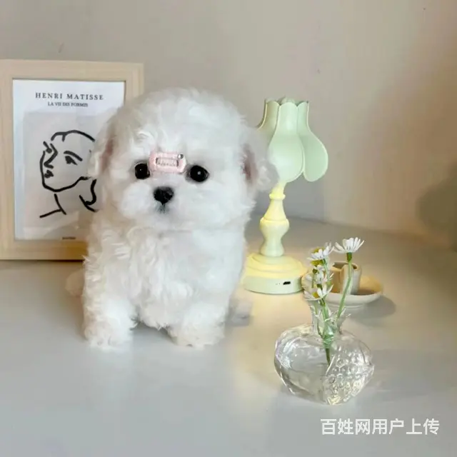 比熊幼犬两个多月 - 图片 2