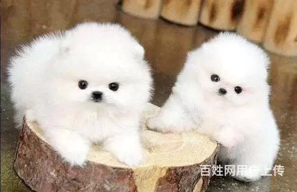 博美幼犬 博美图片 小体俊介博美多少钱一只 - 图片 4