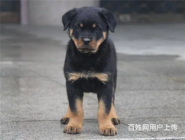 罗威纳幼犬 罗威纳价格 罗威纳怎么卖 - 图片 4