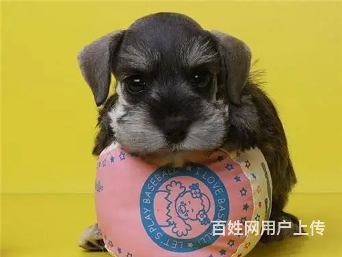 广州宠物狗 迷你雪纳瑞犬 纯种雪纳瑞狗狗幼犬出售 - 图片 12