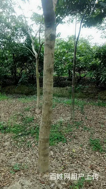 广州花都花山海南红花梨茶花六角红沉香苗木出售 - 图片 2