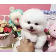 唐山博美怎么卖 唐山博美价格 唐山哪里有卖博美的