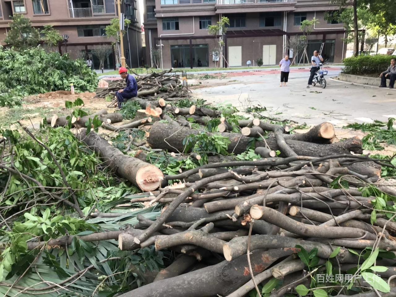 厚街砍树高空车出租,树木砍伐修理