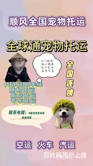 2022芒市宠物托运（猫狗）邮寄快递（宠物活体运输新*闻） - 图片 5