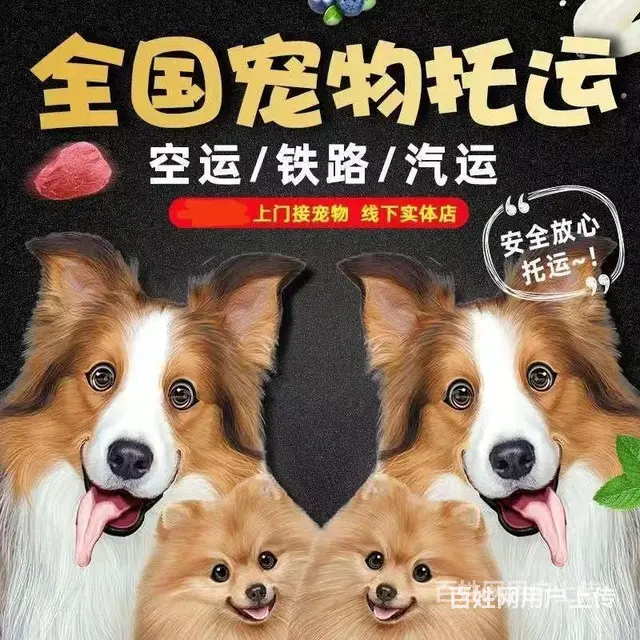 推荐） 自贡荣县宠物托运到全国）（猫狗）邮寄快递（宠物活体运 - 图片 1