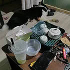 边牧借配